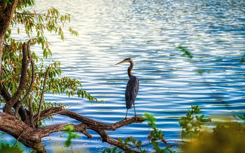 Maryland